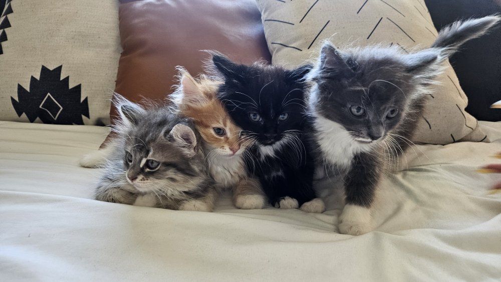 Sweet Kittens