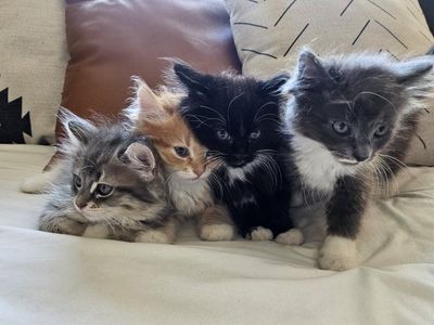 Sweet Kittens