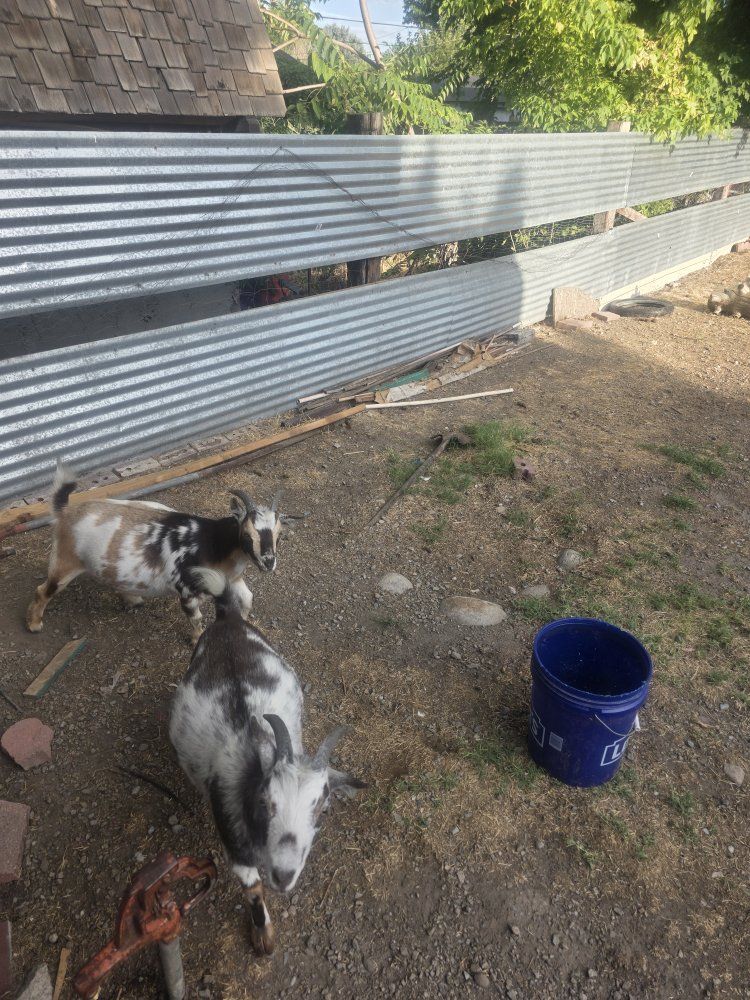 Two Playful Young Goats - Great for Pets or Small Farms