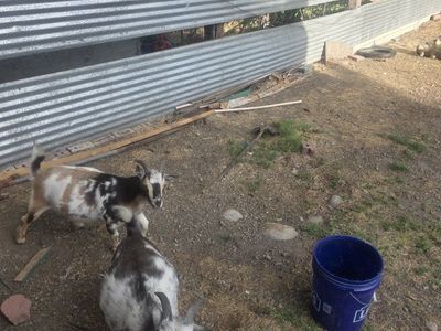 Two Playful Young Goats - Great for Pets or Small Farms