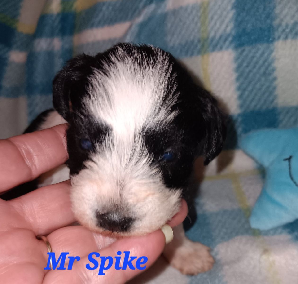 AKC MINIATURE SCHNAUZER  Mr Spike