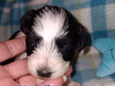 AKC MINIATURE SCHNAUZER Mr Spike