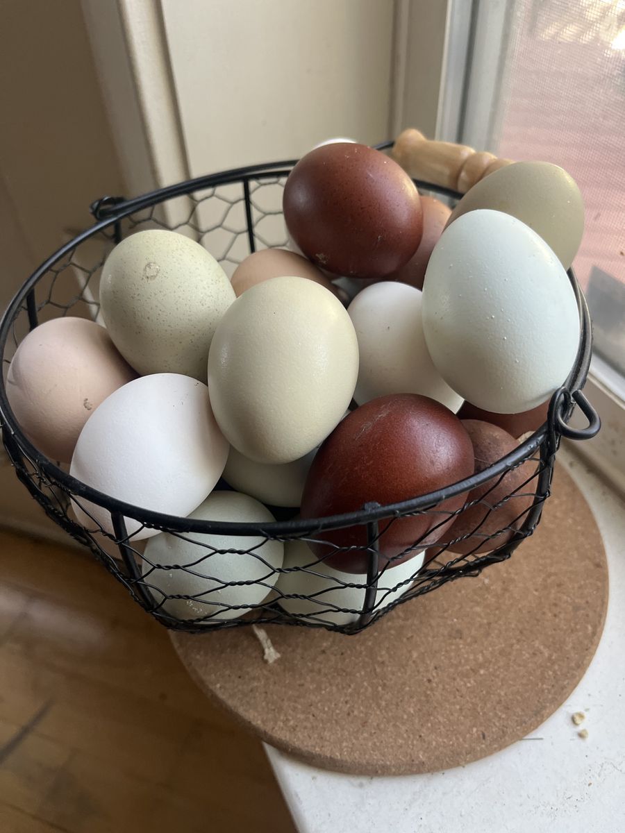 Large Farm Fresh Eggs -  Assorted Colors