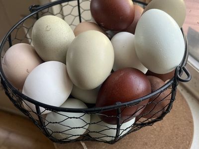 Large Farm Fresh Eggs - Assorted Colors