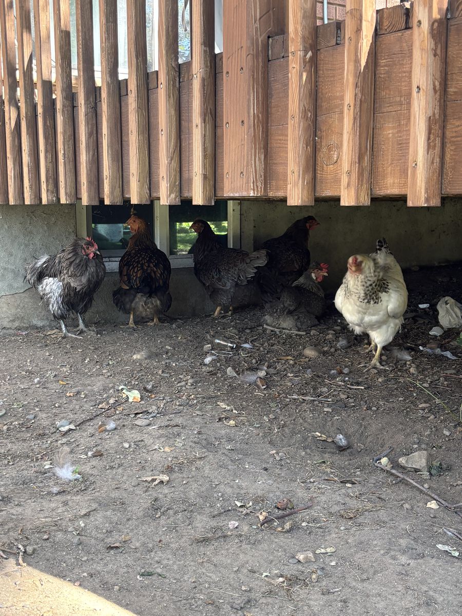 6 chickens