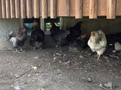 6 chickens