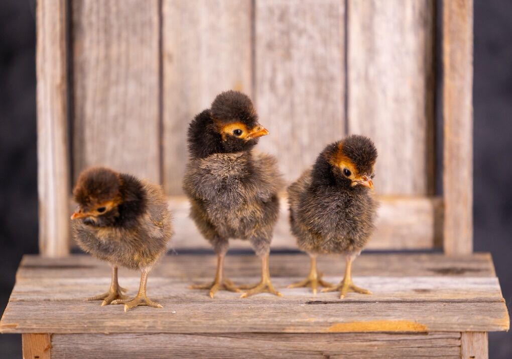 Gold Laced  And Buff Laced Polish Chicks