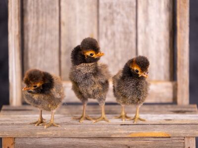 Gold Laced And Buff Laced Polish Chicks