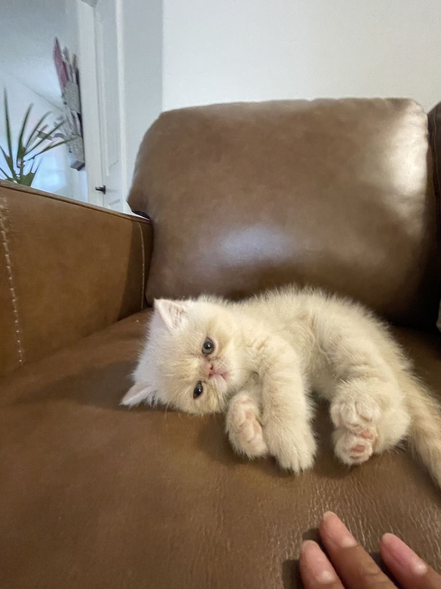 Exotic short hair kittens