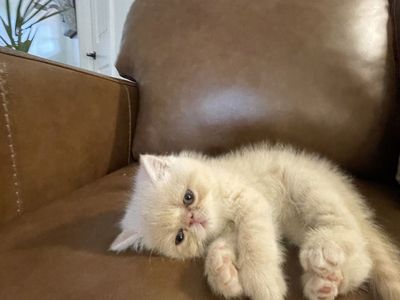 Exotic short hair kittens