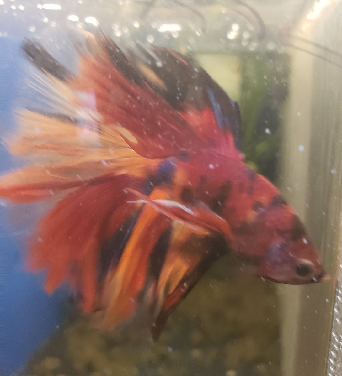 import halfmoon Betta.