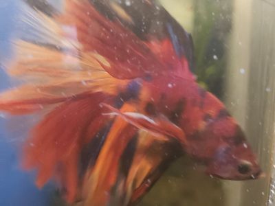 import halfmoon Betta.