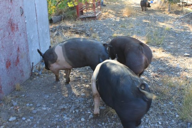 Top Market Hogs