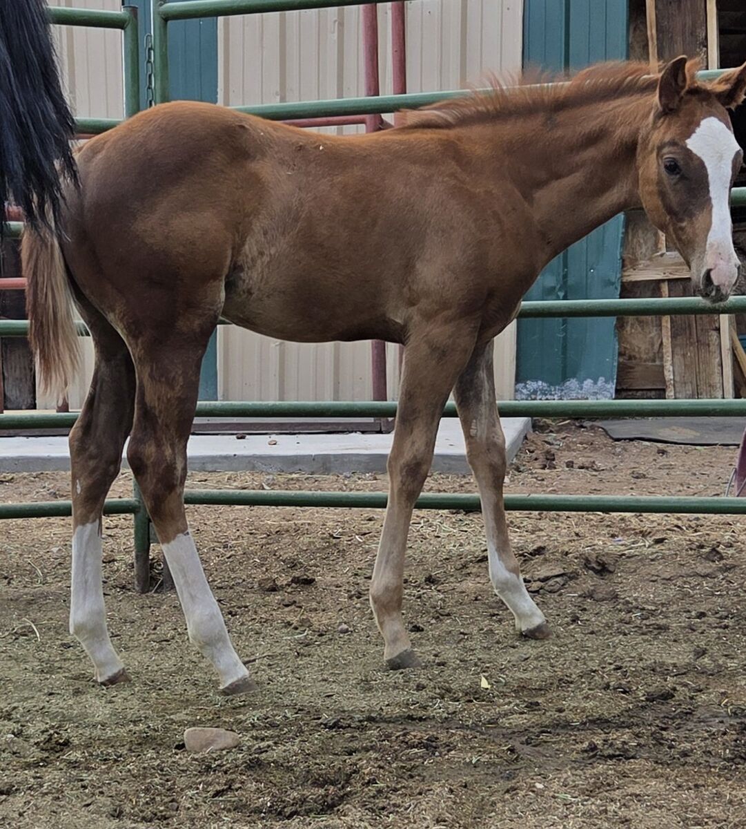 2025 son of PCR PINK CADILLAC