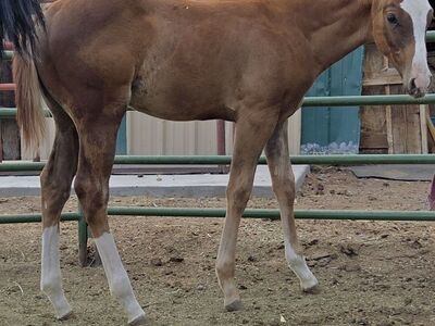 2025 son of PCR PINK CADILLAC