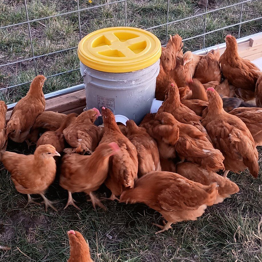 buff orpington cross hen chicks