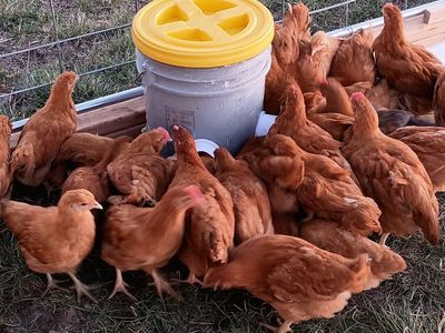 buff orpington cross hen chicks