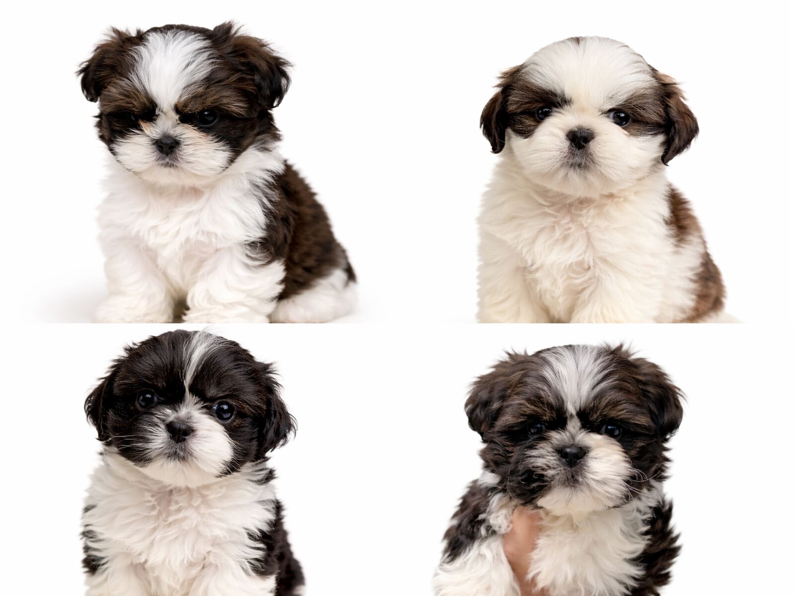 TOY Imperial Shih Tzu Puppies - Purebred Miniature