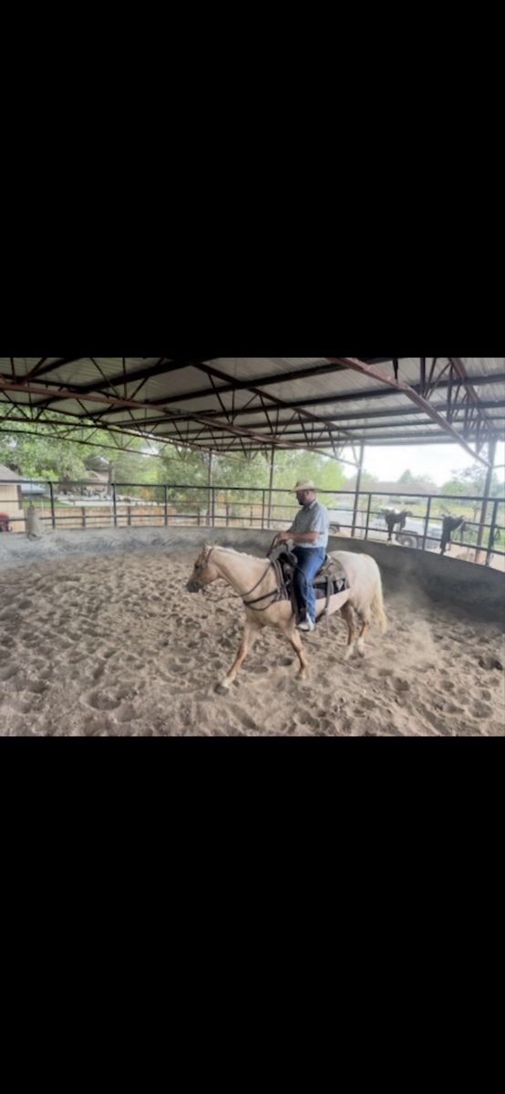 AQHA PALOMINO FILLY