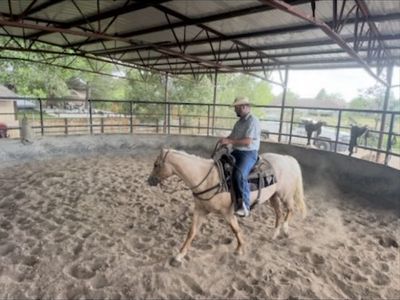 AQHA PALOMINO FILLY