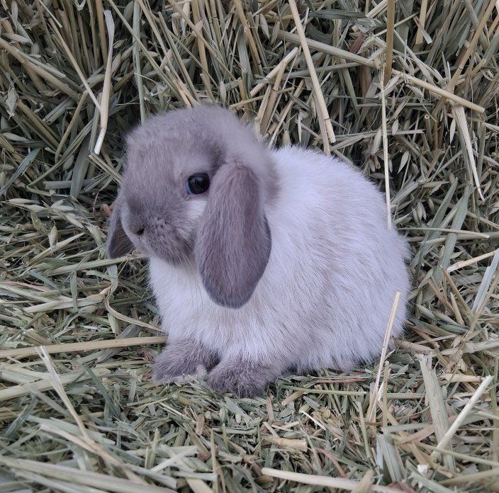 pretty 10 week old Blue point holland lop