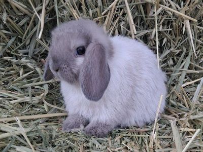 pretty 10 week old Blue point holland lop