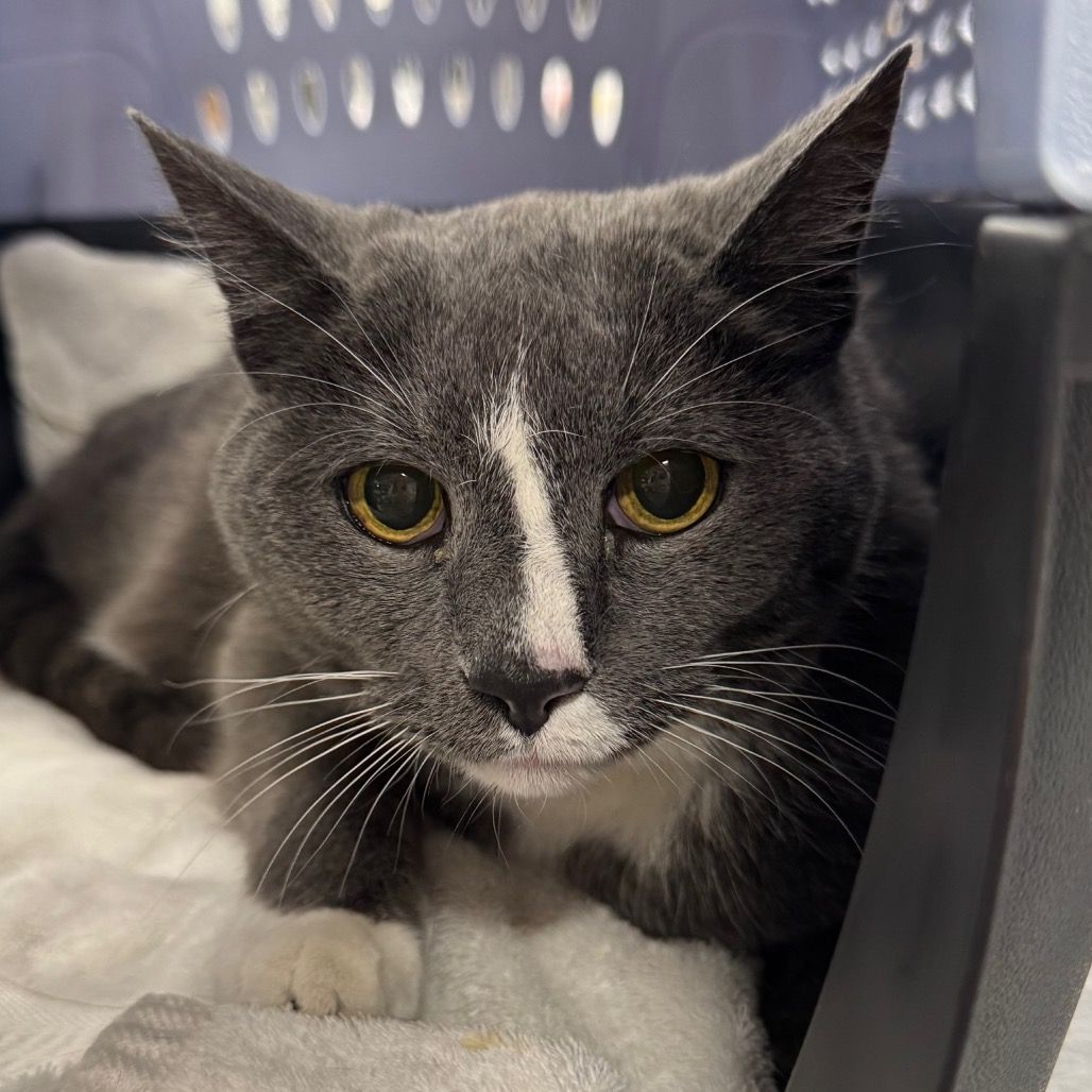 Hello my name is Grayson