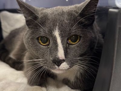 Hello my name is Grayson