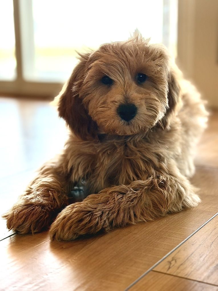 reduced Price!! Mini Goldendoodle Boy