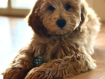 reduced Price!! Mini Goldendoodle Boy