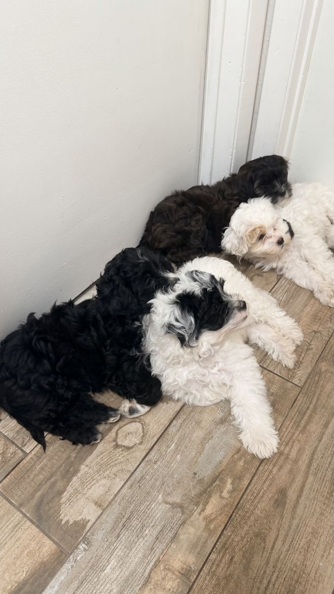 Adorable Maltese Poodle Mix Pup for Sale!
