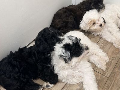 Adorable Maltese Poodle Mix Pup for Sale!