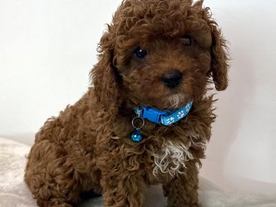 F1B Cavapoo Puppy - Cavalier - Poodle