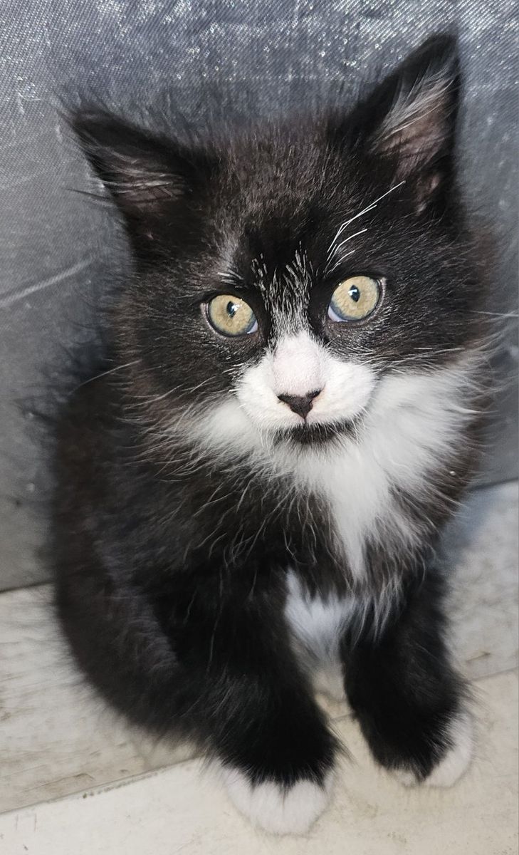Black and White Tuxedo Kitten Fluffy Coat