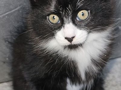 Black and White Tuxedo Kitten Fluffy Coat