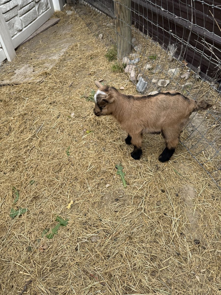 Adorable Brown and White Baby Goat - Playful and Healthy