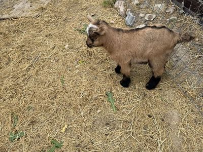 Adorable Brown and White Baby Goat - Playful and Healthy