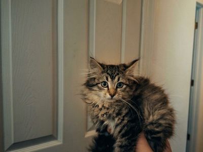 Siberian Forest Kittens *Summer Sale**
