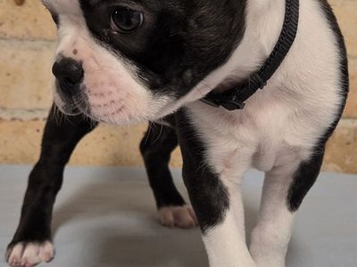 AKC Boston Terrier Puppies Ready Now