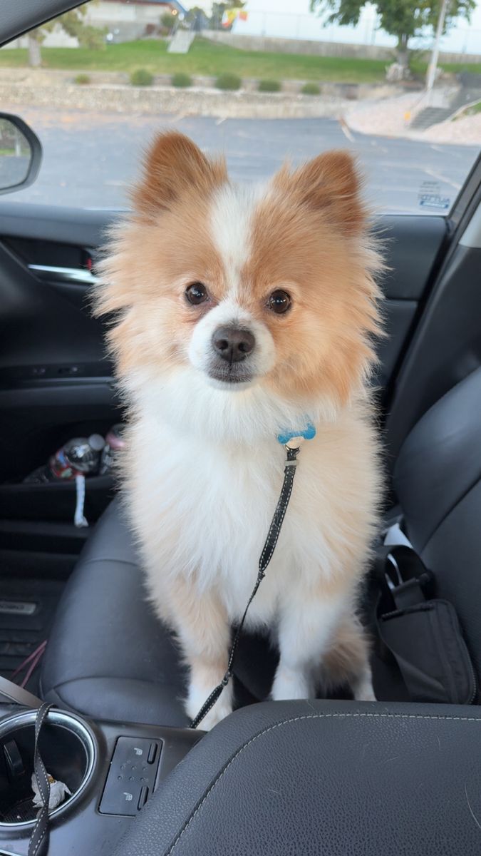 4-Year-Old Pomchi (Pomeranian/Chihuahua Mix) – Yogi