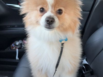 4-Year-Old Pomchi (Pomeranian/Chihuahua Mix) – Yogi