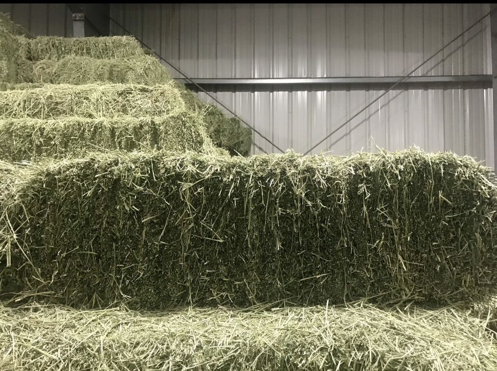 Premium Alfalfa