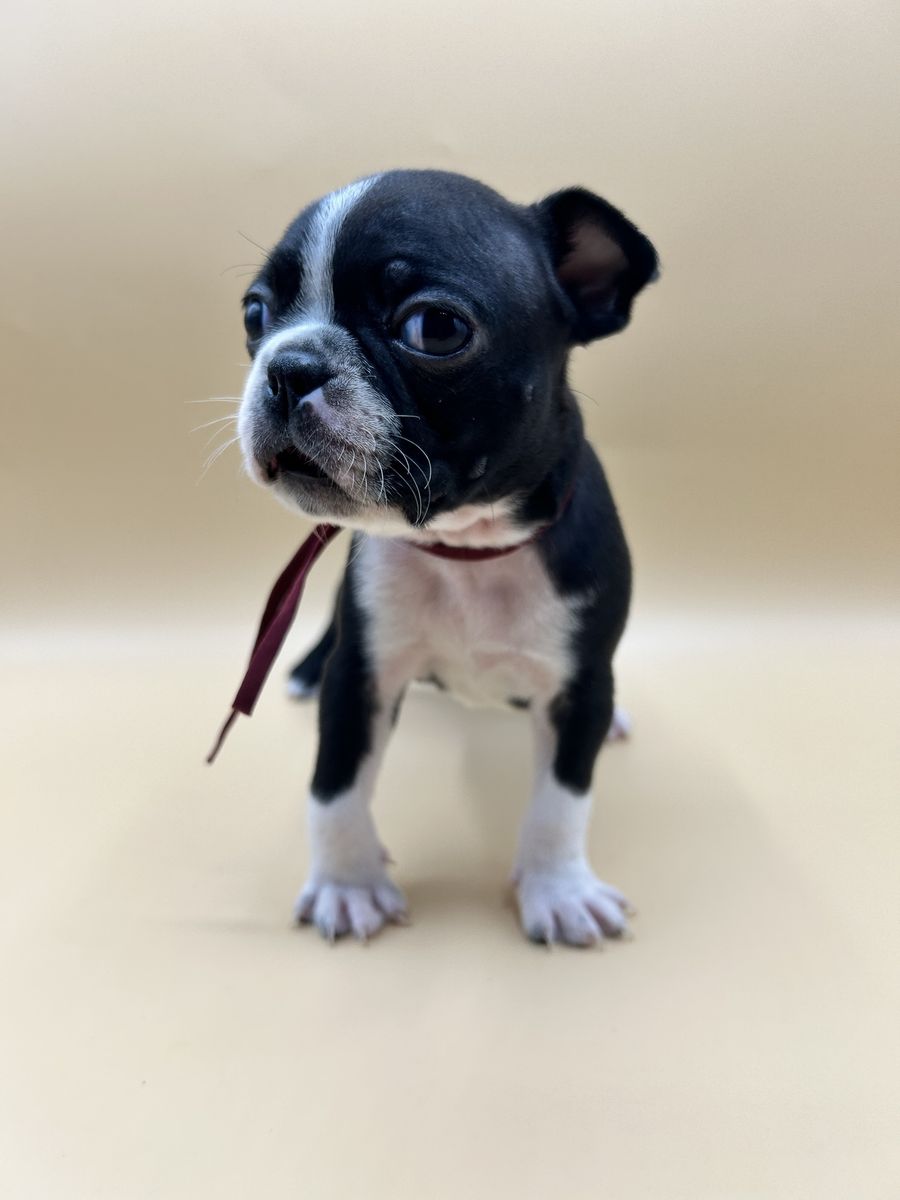 Boston Terrier Puppies | Family Raised | Vaccinated & Microchipped