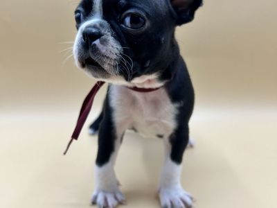 Boston Terrier Puppies | Family Raised | Vaccinated & Microchipped