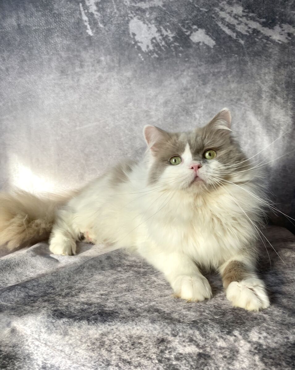 Ragdoll - Incredibly Cuddly!