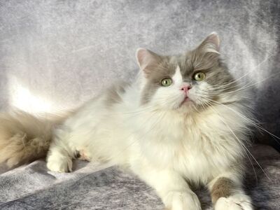 Ragdoll - Incredibly Cuddly!