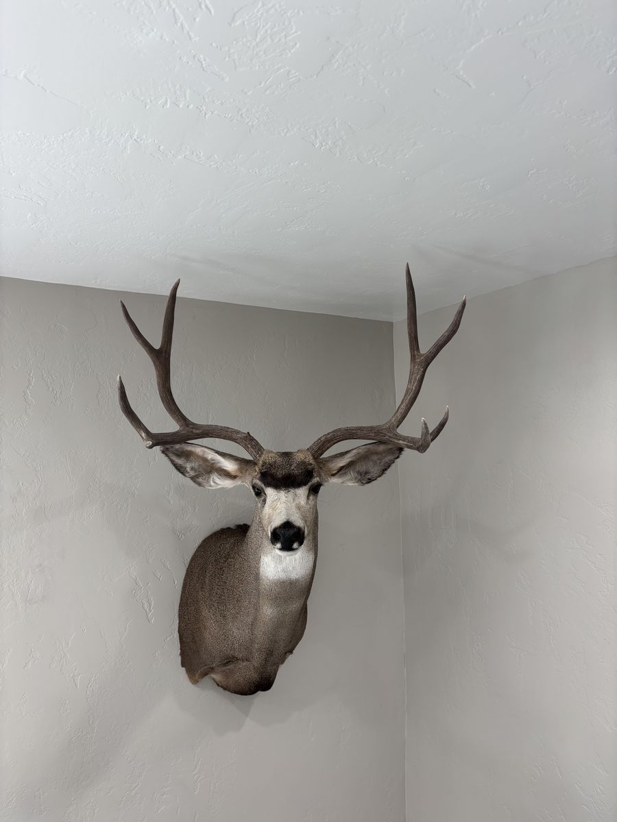 Deer Mount