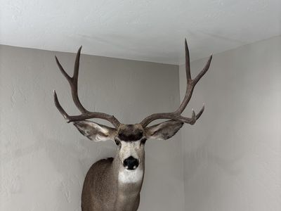 Deer Mount