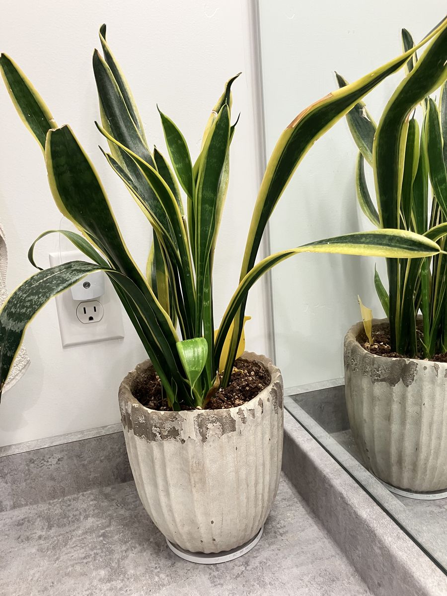 Potted Snake Plant (Sansevieria trifasciata) - Low Maintenance Indoor Plant in Decorative Planter