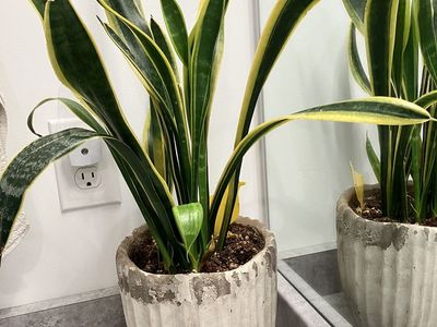 Potted Snake Plant (Sansevieria trifasciata) - Low Maintenance Indoor Plant in Decorative Planter